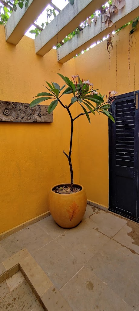 Potted flowering frangipani beside a yellow courtyard wall and dark door