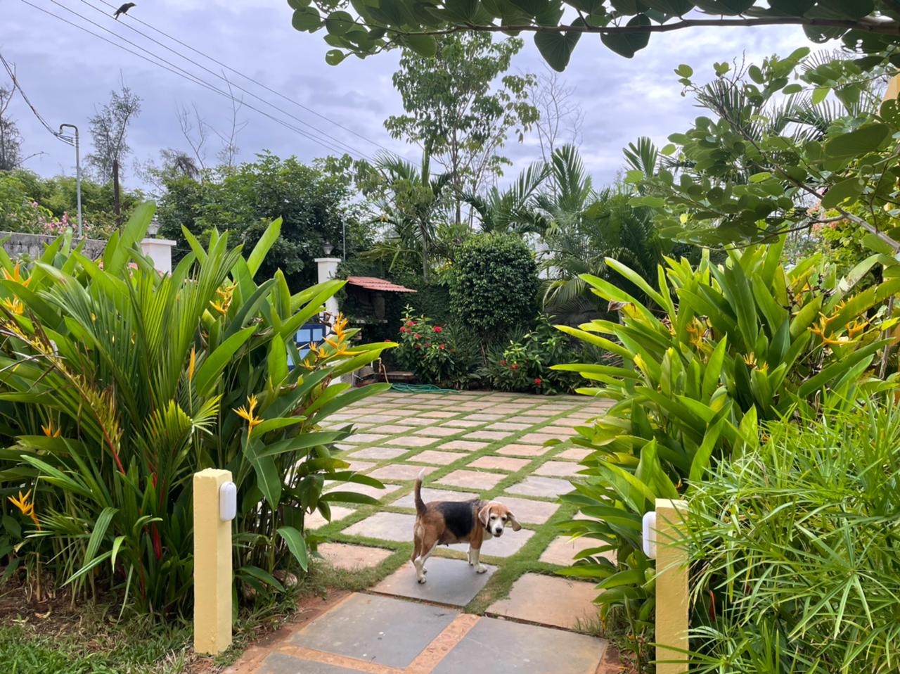 A beagle on the stone entrance path surrounded by tropical plants